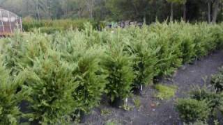 Buy Our Dawn redwood  Trees