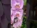 💙💛ОРХІДЕЇ🤩розкішні👍якісні👍 Запрошую на Клеманську 3 kyiv phalaenopsis