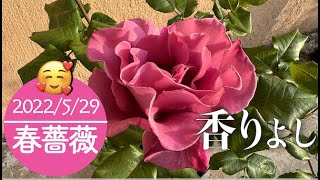 2022/5/29🌹春薔薇🌹ブルーフォーユー✨フランシスデュブリュイ✨ブルームーンストーン✨ムーンシャドウ✨アイコニックレモネード