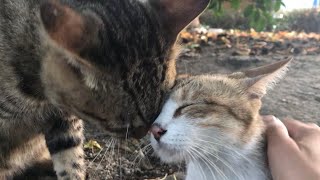 とっても良い顔！小キジちゃん。公園地域猫動画 japanese cat videos