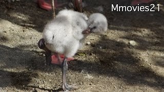 Chilean flamingo Baby フラミンゴ孵化後14日目