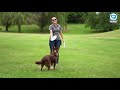 disc dog training teaching the