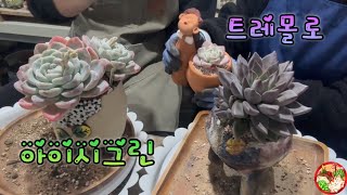 얼큰이 아이시그린(Echeveria Ice Green)과 뾰족뾰족한 트레몰로(Tremolo)를 식재하면서 신이났다. 왜? 통통하니까~^^ (빈이는 왜 다육이를 좋아하게 됐을까?)