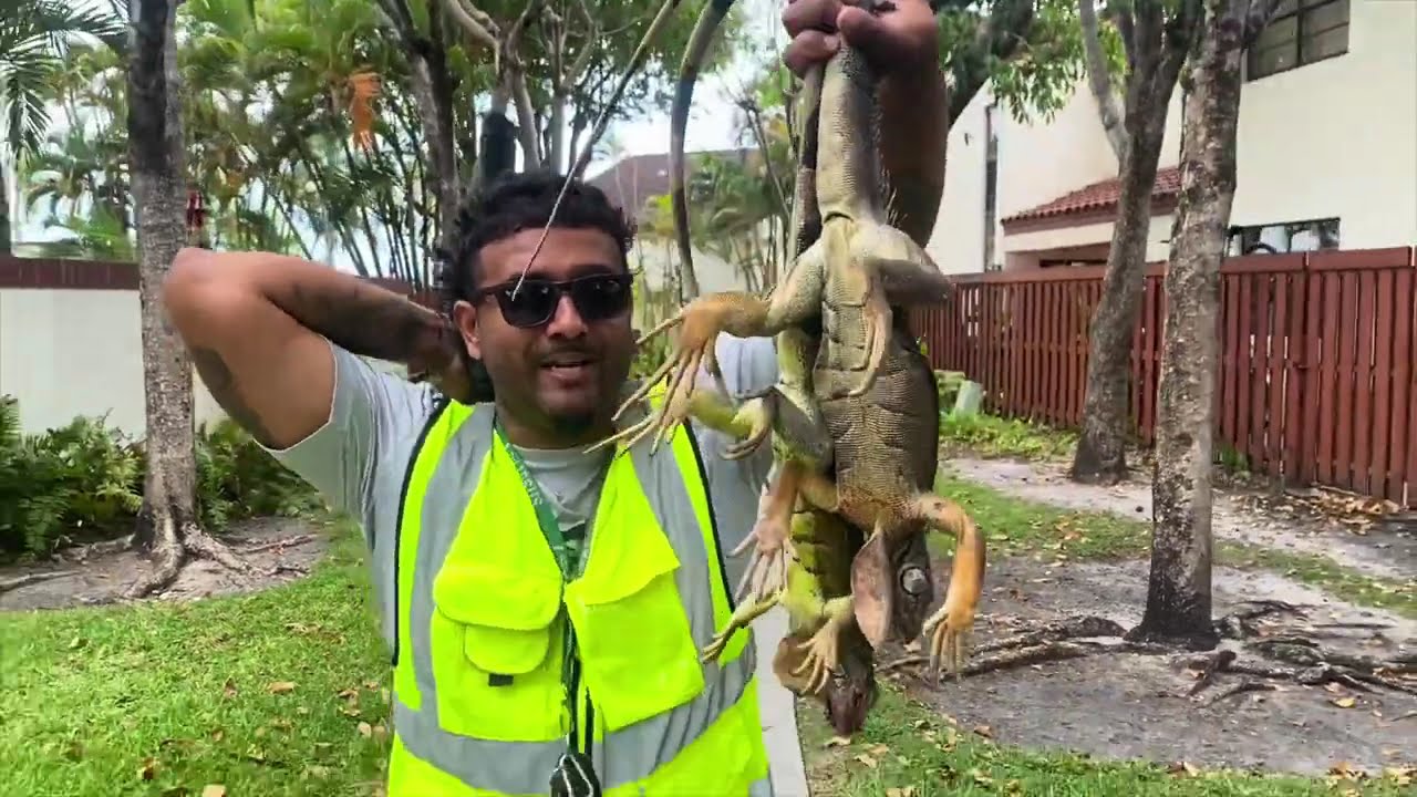 May 17 2022 Catching Monster Iguanas In Apartment Complex Florida