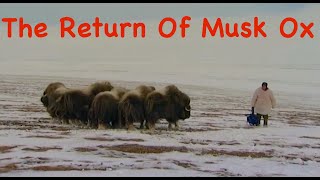 The Return Of Musk Ox / Siberia, Arctic areas