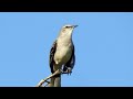 tropical mockingbird song tropical mockingbird sound sinsonte tropical canto mimus gilvus