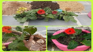 जरबेरा की मिट्टी ऐसे तैयार करें।best potting soil for gerbera|best gerbera potting mix|gerbera