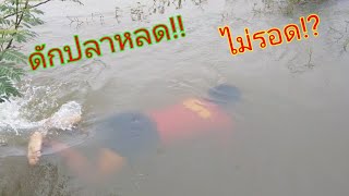 #คนถ่ายพึ่งเคยเห็น!!!ดักปลาหลดน้ำไหลได้เป็นกิโลๆ!?