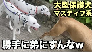 大型マスティフ系保護犬・弟できてん❤︎【103 105日目】