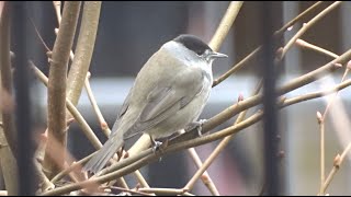 Male Blackcap - Mannetje Zwartkop