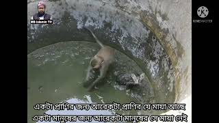 বিড়ালের সাথে বানরের প্রেম। ভালোবাসার কি অপরুপ দৃশ্য একবার দেখে নিন !!!