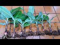 How to Propagate Banana Cuttings / How to Produce Banana Cuttings