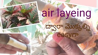 ఒక మొక్క నుండి ఎన్నో మొక్కలు ఇలా..#airlayeingprosess#gardening#tips#plants#naturalstemtorootsgrow