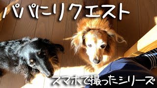 【18歳虹組2年生と15歳虹組3年生ダックス】大晦日もお家でパパと遊ぶ　外は寒いからね