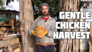 Chicken Harvest - Gentle and Careful (Warning: we show the process)