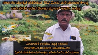 #fish#catlafish#rohufish#mrigalfish #breeding#government ಮಾನ್ಯತೆ ಪಡೆದಿರುವ  SLV ಮೀನು ಮರಿ ಮಾರಾಟ ಕೇಂದ್ರ