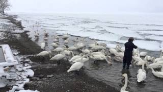 冬のハクチョウ／屈斜路湖・砂湯にて｜Wild swans,Lake Kussharo