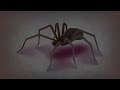 Download The Eight Spiders In Mp4 3Gp Full HD Video