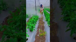 Capsicum 🫑 #farming #farmers #shednet #greenhouse #chhattisgarh #papayafarming