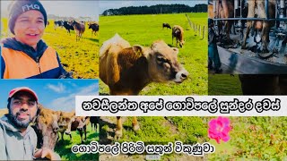 කාර්‍යබහුල කාලය අවසන් //නිදහසේ ගෙවෙන ගොවිපලේ ඡිවිතේ#travelfarmer #viralvideo