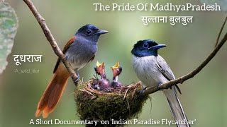 Indian Paradise Flycatcher| Short Documentary On State Bird of Madhyapradesh | Dudhraj | Mp tourism