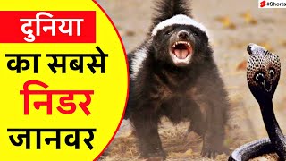 दुनिया का सबसे निडर जानवर ? 💪 | Amazing facts in Hindi | #shorts