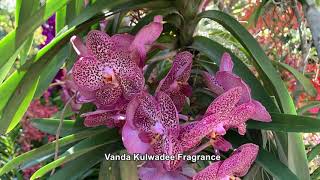 Gorgeous Vanda Kulwadee Fragrance - Singapore National Orchid Garden Visit