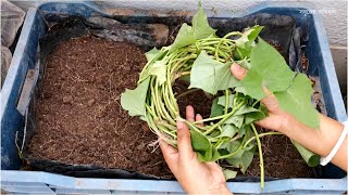 ছাদ বাগানে রাঙ্গা/মিষ্টি আলুর চাষ | Grow Sweet Potato on Rooftop Garden | Sobujer Obhijan