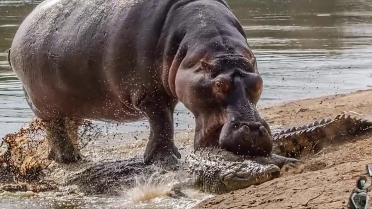 Crocodile Vs Hippo , Hippo Attack Crocodile Fight To Death - YouTube