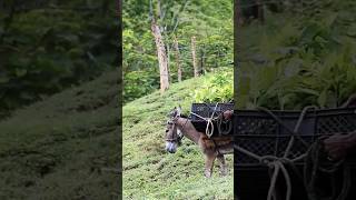 Donkey carrying🪵😱 Animals short video #shorts #donkey #animals #viral #sylheti_furilondone