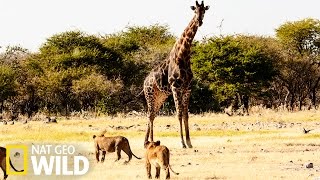 Lions à l'assaut d'une girafe