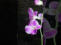 Dendrobium Walter Omahe Orchid Flower x Waipahu Knop Bloom