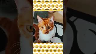 Funniest Animals 😄 New Funny Cats Video😹🐶#exlittlebeans #funnycats #cat#funny#funnyvideos #cat #pets