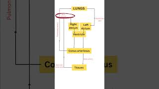 Process of Circulation in Frogs🐸 | Class XI BIOLOGY #neet #neetbiology #neet2024