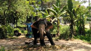 Guruvayoor Vinayakan | ഗുരുവായൂർ വിനായകൻ