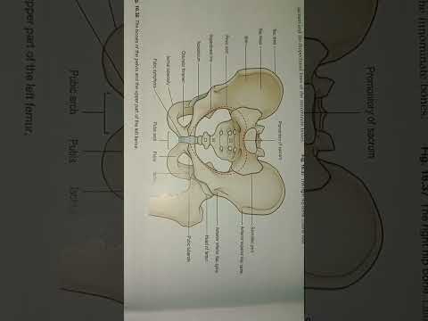 What is the function of the pelvis and femur?