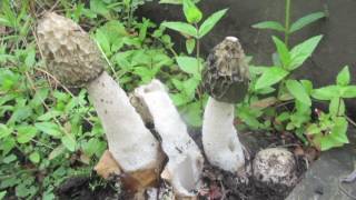 STINKHORN (phallus impudicus)