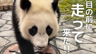 【神回】突然..目の前に突進してきた😳子パンダ楓浜が駆け寄ってくれるミラクルに大興奮😍