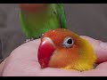 コザクラインコ　ボタンインコ　寝る前抱っこ