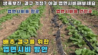 배추 생육이 부진해서 결구가 걱정되면 이걸로 엽면시비해보세요.