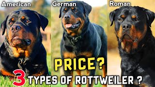 3 Types Of Rottweiler And Their Price | German Rottweiler | Roman Rottweiler | American Rottweiler
