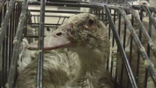 Kate Winslet Exposes Foie Gras Cruelty