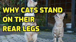 Why Do Cats Stand Up On Their Back Legs?