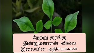 நேற்று குரங்கு இன்று மன்னன். வில்வ இலையின் அதிசயங்கள்