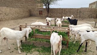 Village beautiful new farm new amazing funny video 21 February 2025