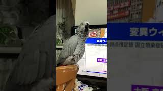 口笛上手って言われて調子にのるヨウムの金太郎😗〜🎶