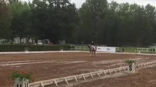 Haflinger championship Pardubice  2017