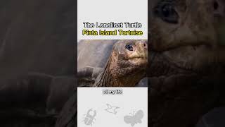 Pinta Island Tortoise  The Loneliest Turtle