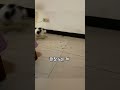 밥보단 노는 게 한창 좋은 꼬물꼬물 아기 댕댕이 🐾🐕 shorts cute animals 아기댕댕이 아기강아지 pets 시골댕댕이 시골아기댕댕이