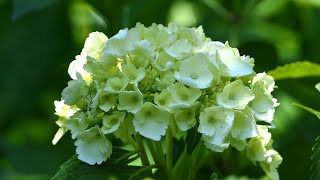 もう少しですね‼紫陽花は‼府中市郷土の森博物館2022 It's little more‼Hydrangea is‼Fuchu municipal museum kyodonomori 2022